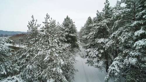 Luftaufnahme des verschneiten Winterwaldes