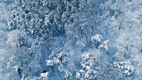 Snowy Branches in Forest. Winter Fairy Background