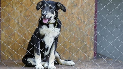 Dog in Cage at Animal Shelter