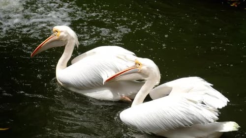 Eastern White Pelicans