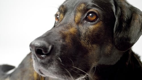Gentle Dog Portrait Against a White Background