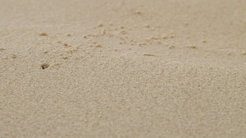 Petit crabe beige rampant près de son trou sans coquille. Plage de sable sur l'île de Phuket, Thaïlande.