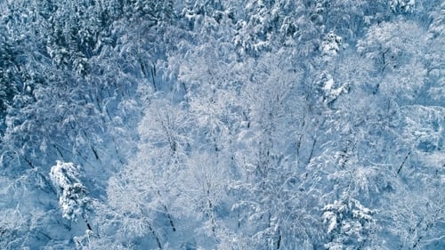 Snowy Branches in Forest