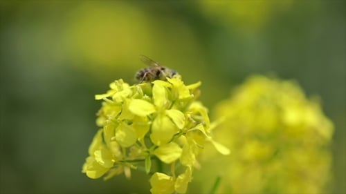 Bee Foraging on a Vibrant Yellow Flower