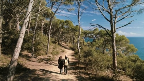 Aerial Inspiring Shot of Amazing Forest Trail Path