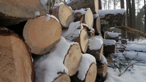 Heap of Cutted Trees Along the Road Covered in White Snow on Winter Cloudy Day