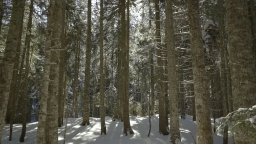 Morning Walk in the Spruce Forest in Winter in the Mountains