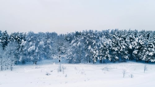 Verschneite Zweige im Wald. Winterfee-Hintergrund
