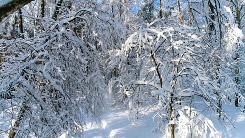 Snowy Branches in Forest. Winter Fairy Background