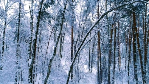Snowy Branches in Forest. Winter Fairy Background