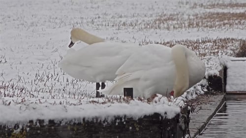 Schwäne bei Schneesturm, Cygnus Cygnus