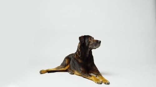 Warnung Hund im Studio