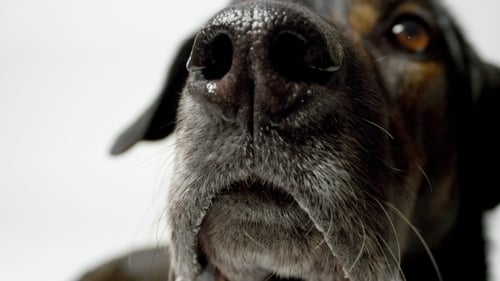 Hund drin