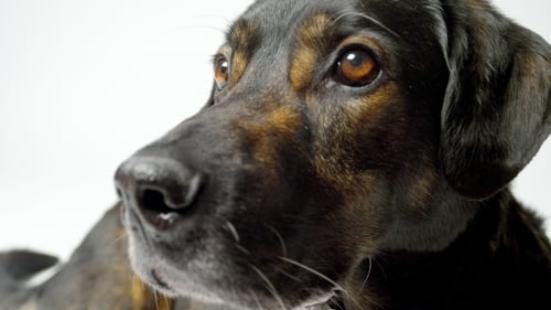 Alert Dog