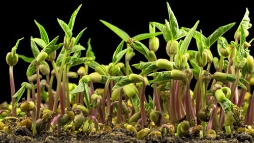 Mung Beans Germination on Black Background