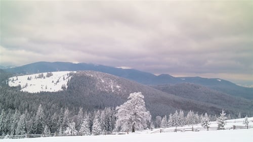 The Winter Mountain Forest