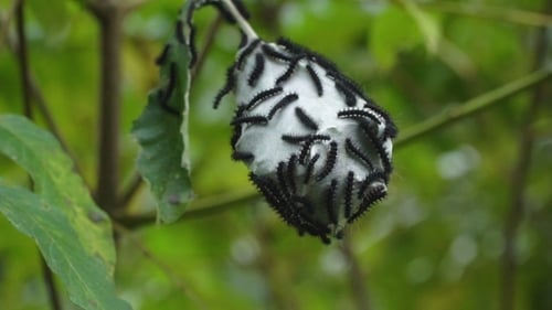 Caterpillars on a Large Cocoon