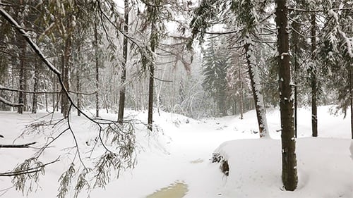 Landscape of Winter Forest