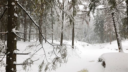 Panoramablick auf den Winterwald