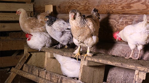 Chickens Foraging in Wooden Hen House