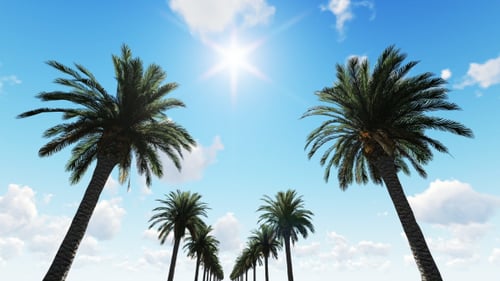Animated Palm Tree Avenue Under Sunny Blue Sky