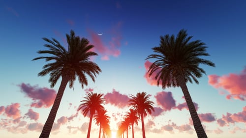 Tropical Palm Trees Path at Sunset with Crescent Moon