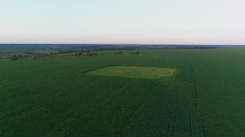 Aerial View Over a Green Corn Field Drone Flies Over Agricultural Corn Field