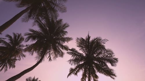Palm Trees Swaying Gently at Dusk on Tropical Beach