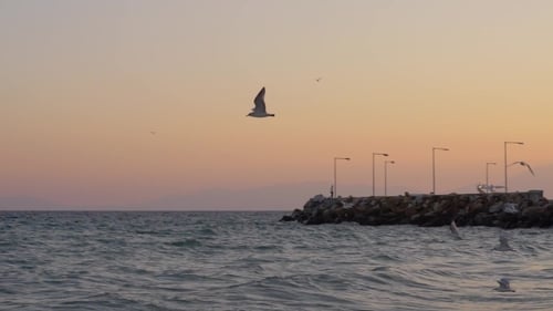Waterscape with Wavy Sea, Quay and Flying Seagulls at Sunset