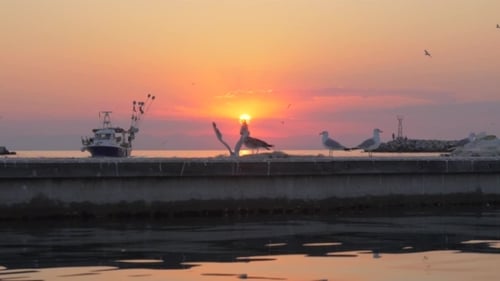 Seagulls and Boat in the Sea, Sunset Marine Scene