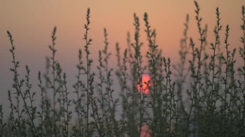 Rote Abendsonne, Blick durch das Gras