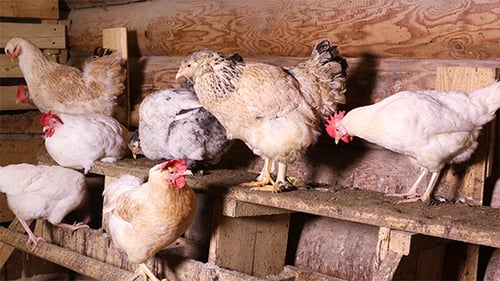 Hens Perched on Wooden Structure in Rustic Coop