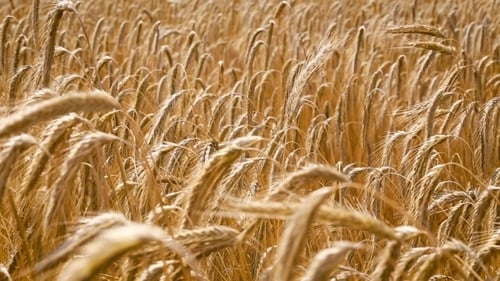 Wheat Field Video