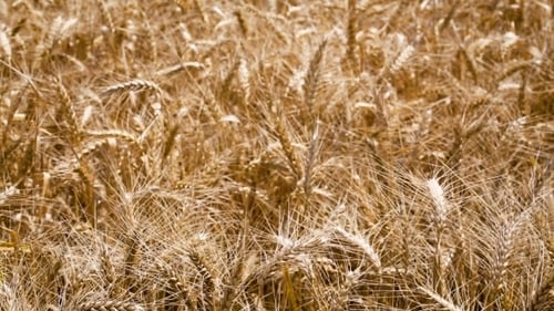 Wheat Field Video