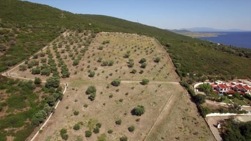 Flying Over Olive Green Garden and Green Hills, Greece