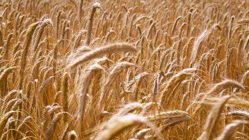 Wheat Field Video