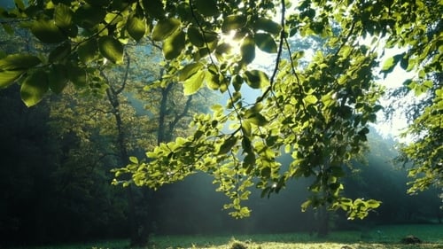 Sunbeams Through the Forest Trees Branches at the Sunrise Time