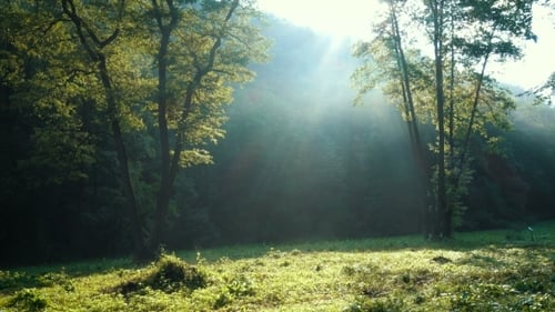 Sunbeams Through the Forest Trees Branches at the Sunrise Time