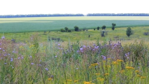Rural Landscape with the Grass and Green Field