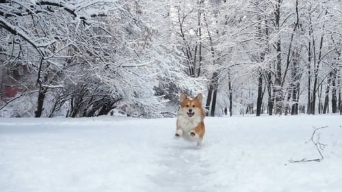 Dog Runs Joyfully Through a Winter Wonderland