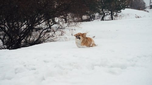 Dog Running Through Snow in Winter Wonderland