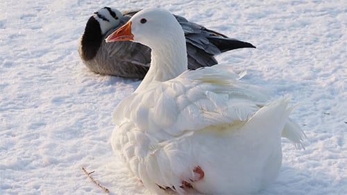 Gänse auf Winterhintergrund