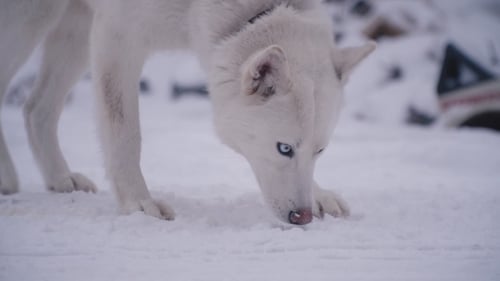 Close Up of White Husky Walking in Snow