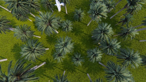 Fly Over The Palms