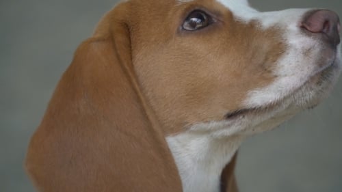Dog with Brown and White Fur Close Up