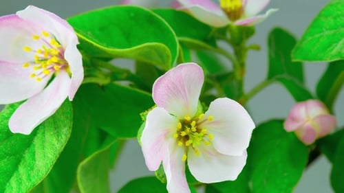 White Apple Tree Flowers