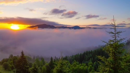 Beautiful Mountain Sunrise with Fog and Pine Trees