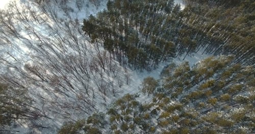 Flight Over Snowy Trees.