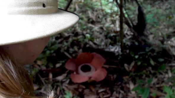 Female Tourist Looking at Rafflesia Flower, Nature Stock Footage ft ...