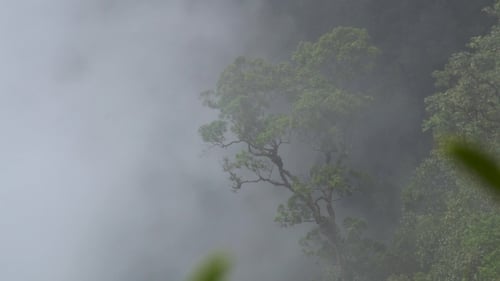 Dichter Waldnebel und Rauch bewegen sich in den Bergen
